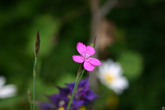 img00003.jpg